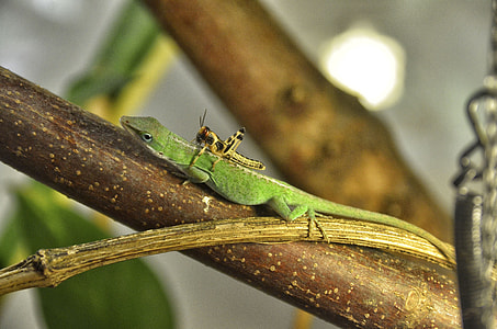 Anolis Carolinensis, Carolina Anole thumbnail