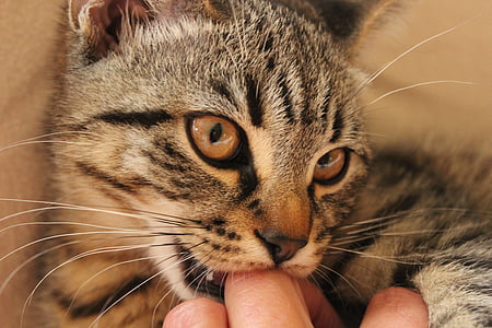 closeup photo of brown tabby cat thumbnail