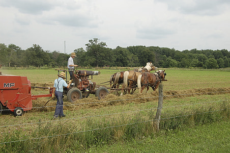 two person with horses in field thumbnail