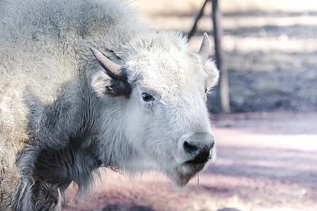 closeup photo of white and gray bull thumbnail