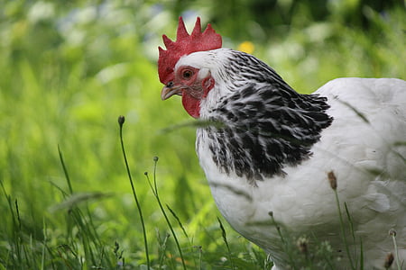 photography of white chicken on grass field thumbnail