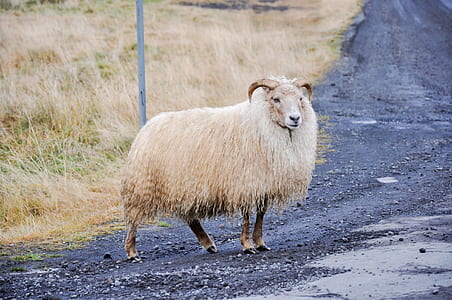 white animal standing on road thumbnail