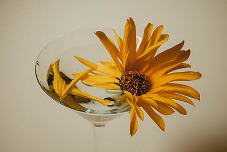 Yellow Petaled Flower on Clear Champagne Glass thumbnail