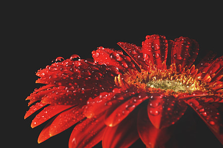Red flower with water drops thumbnail