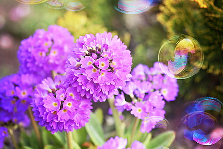 pink flower thumbnail