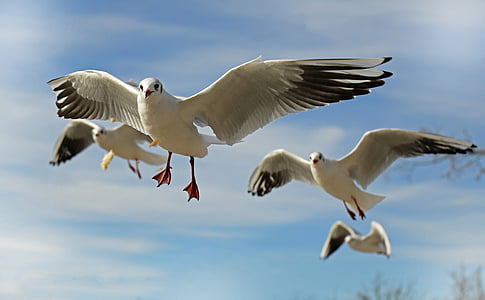 photo of four flying seagulls thumbnail
