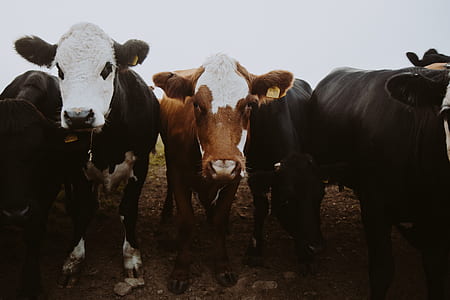white, black, and brown cows thumbnail
