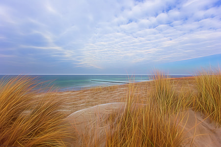 yellow grass on seashore under calm csky thumbnail