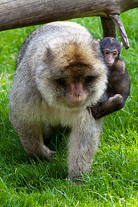 baby monkey clinging on brown monkey thumbnail