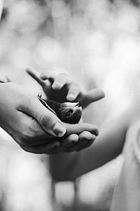bird on person's hands thumbnail