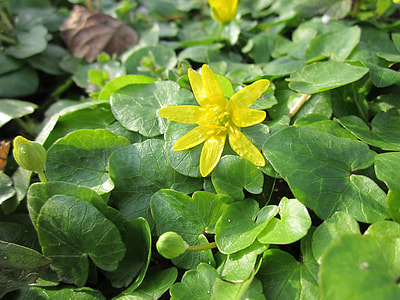 Ficaria Verna, Lesser Celandine thumbnail