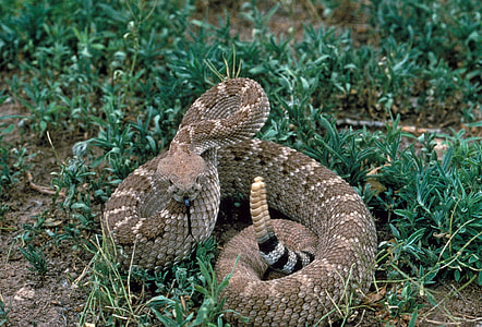 Western Diamondback Rattlesnake - Crotalus atrox thumbnail