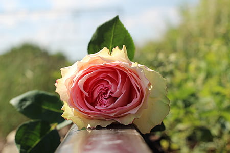 pink and white rose thumbnail