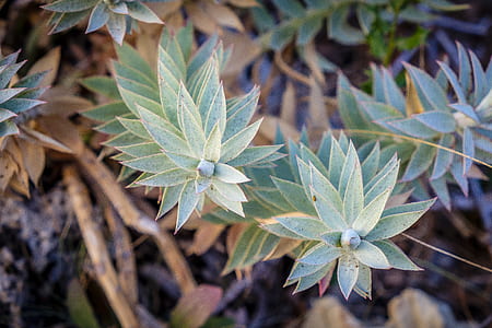 green petaled plants during day thumbnail