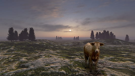 brown cow and rocky terrain thumbnail