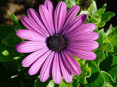 purple petaled flower thumbnail