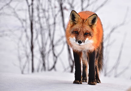 selective focus photography of red wolf thumbnail