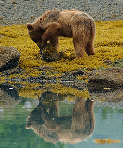 brown bear walking beside body of water thumbnail