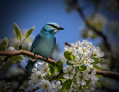 blue bird perch on branch of tree thumbnail