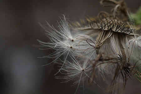 shallow focus photography of white dandelion flower thumbnail