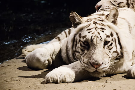 white tiger thumbnail