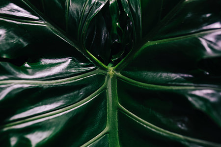 Close-ups of green plant leaves thumbnail