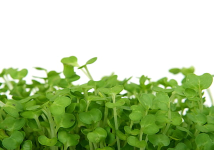 close-up photography of green plants thumbnail