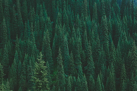 aerial photography of pine trees thumbnail
