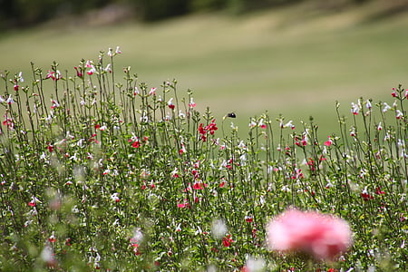 selective focus photography of red petaled flowers thumbnail