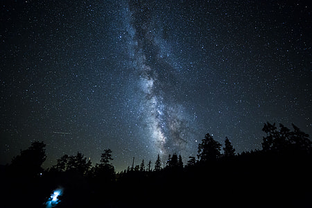 silhouette of trees during night thumbnail