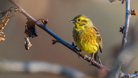 yellow bird on branch of tree thumbnail