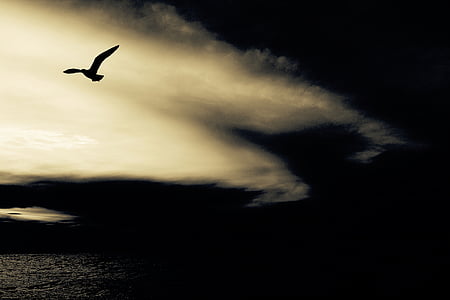 bird flying on cloudy sky thumbnail