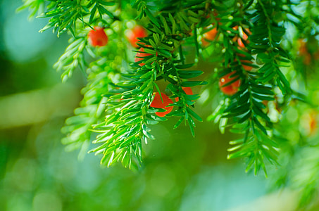 selective focus photography of green leaf plant thumbnail