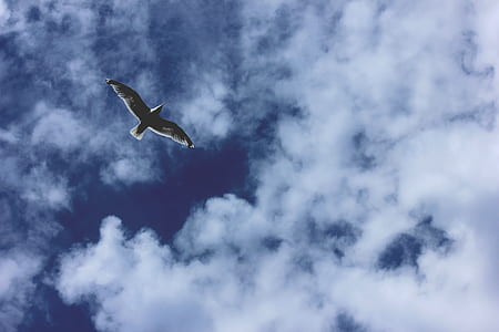 low angle photography of bird flying thumbnail