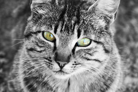 selected focus photo of gray tabby cat thumbnail
