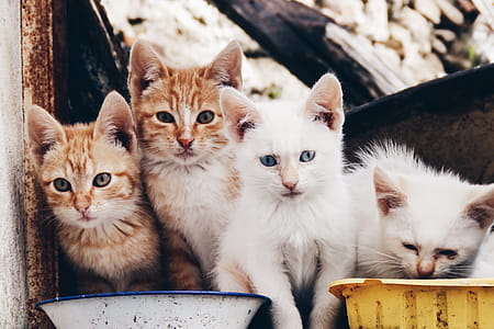 Cat Kittens thumbnail