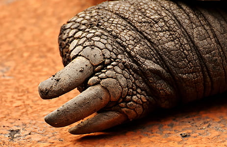 closeup photo of animal foot with claw thumbnail