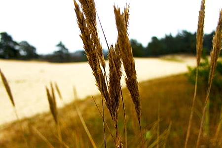 shallow focus photography of wheat thumbnail