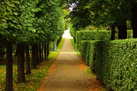 brown pathway between green leaves trees during daytime thumbnail