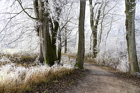 white leaf trees during daytime thumbnail