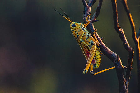yellow Eastern lubber grasshopper perched on stick thumbnail