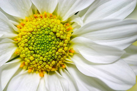 white chrysanthemum in bloom macro photography thumbnail