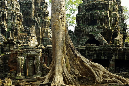 tree trunk and root surrounded by gray temple ruins thumbnail