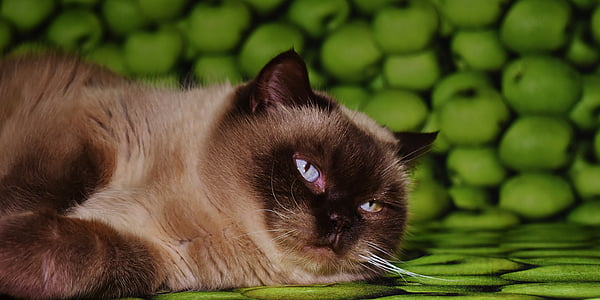 Siamese cat photograph thumbnail