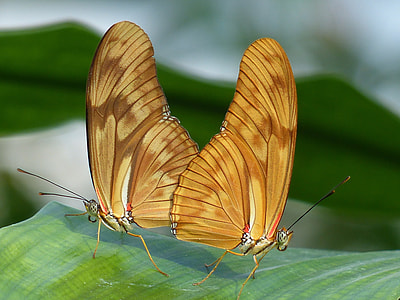 Butterflies, Julia Butterfly thumbnail