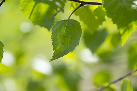 shallow focus photography of green leaf thumbnail