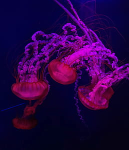 three pink jelly fish thumbnail
