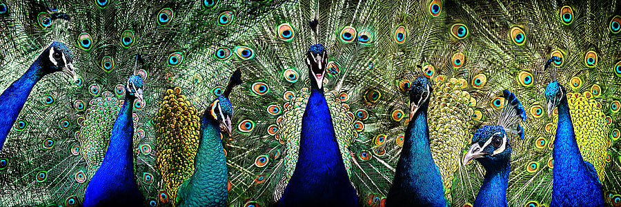 seven blue peacocks thumbnail