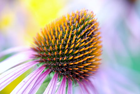 macro photography of pink echinacea flower thumbnail
