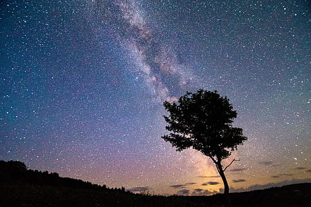 silhouette of tree during nighttime thumbnail